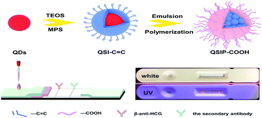 Graphical abstract: Preparation of “pomegranate”-like QD/SiO2/poly(St-co-MAA) fluorescent nanobeads in two steps to improve stability and biocompatibility
