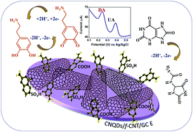 Graphical abstract: Carbon nitride quantum dots tethered on CNTs for the electrochemical detection of dopamine and uric acid