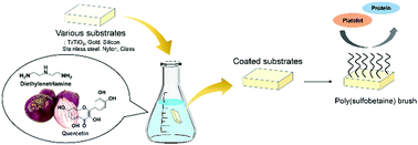 Graphical abstract: Plant-inspired quercetin thin films: universal coatings and their postfunctionalization for non-biofouling applications