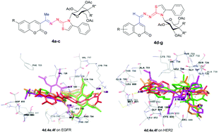 Graphical abstract: Novel thiazoline–coumarin hybrid compounds containing sugar moieties: synthesis, biological evaluation and molecular docking study as antiproliferative agents
