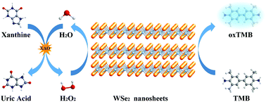 Graphical abstract: Colorimetric determination of xanthine with xanthine oxidase and WSe2 nanosheets as a peroxidase mimic