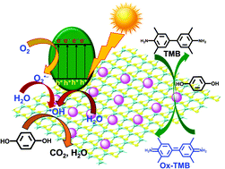 Graphical abstract: CuS nanoparticles decorated MoS2 sheets as an efficient nanozyme for selective detection and photocatalytic degradation of hydroquinone in water