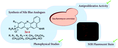 Graphical abstract: N-(5-Amino-9H-benzo[a]phenoxazin-9-ylidene)propan-1-aminium chlorides as antifungal agents and NIR fluorescent probes