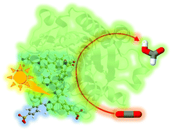 Graphical abstract: Visible-light driven reduction of CO2 to formate by a water-soluble zinc porphyrin and formate dehydrogenase system with electron-mediated amino and carbamoyl group-modified viologen