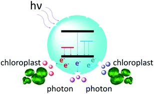 Graphical abstract: Nitrogen and chlorine co-doped carbon dots with synchronous excitation of multiple luminescence centers for blue-white emission