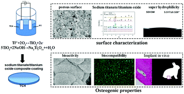 Graphical abstract: Osteogenic properties of bioactive sodium titanate/titanium oxide composite coating prepared by anodic oxidation in NaOH electrolyte