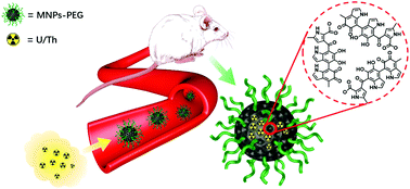 Graphical abstract: Melanin nanoparticles as an actinide in vivo sequestration agent with radiation protection effect