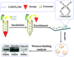 Graphical abstract: Preparation of Sm-doped CaZrO3 nanosheets for facile human serum exosome isolation