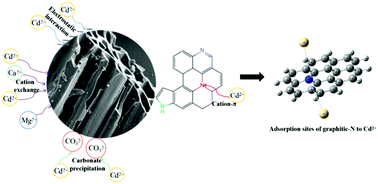 Graphical abstract: Contribution of nitrogen configurations to the adsorption of Cd(ii) in nitrogen-enriched biochar