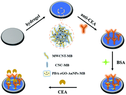 Graphical abstract: Construction of electrochemical immunosensors based on redox hydrogels for ultrasensitive detection of carcinoembryonic antigens