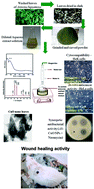 Graphical abstract: Green-synthesized copper oxide nanostructures for potential multifaceted biomedical applications