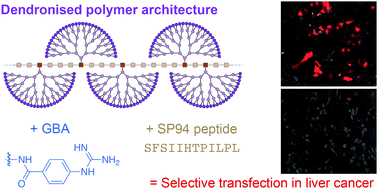Graphical abstract: A peptide-functionalised dendronised polymer for selective transfection in human liver cancer cells