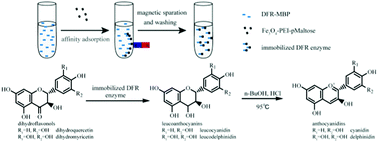 Graphical abstract: Immobilization of dihydroflavonol 4-reductase on magnetic Fe3O4–PEI-pMaltose nanomaterials for the synthesis of anthocyanidins