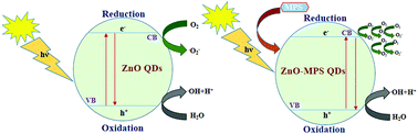 Graphical abstract: Preferential killing of bacterial cells by surface-modified organosilane-treated ZnO quantum dots synthesized through a co-precipitation method