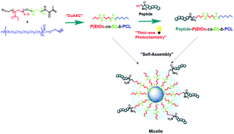 Graphical abstract: Poly(2-ethyl-2-oxazoline-co-ethyleneimine)-block-poly(ε-caprolactone) based micelles: synthesis, characterization, peptide conjugation and cytotoxic activity