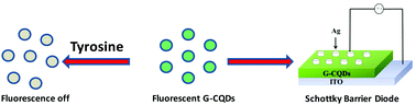 Graphical abstract: Synthesis of green fluorescent carbon quantum dots from the latex of Ficus benghalensis for the detection of tyrosine and fabrication of Schottky barrier diode