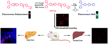 Graphical abstract: A bifunctional mitochondrial targeting AIE-active fluorescent probe with high sensitivity to hydrogen peroxide and viscosity for fatty liver diagnosis