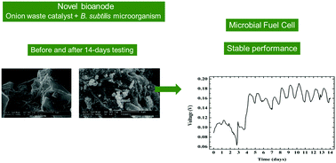 Graphical abstract: Bioanodes containing catalysts from onion waste and Bacillus subtilis for energy generation from pharmaceutical wastewater in a microbial fuel cell