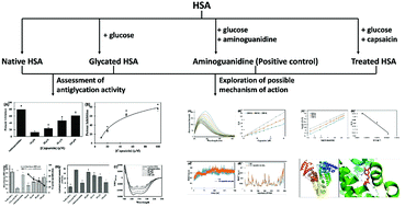 Graphical abstract: Inhibition of non-enzymatic glycation by capsaicin: targeting AGE-induced diabetic complications