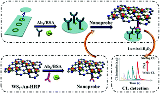 Graphical abstract: Engineering WS2–Au–HRP-assisted multiple signal amplification strategy for chemiluminescence immunoassay of prostate specific antigen