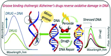 Graphical abstract: Cholinergic drugs bind at the minor groove and reverse induced oxidative stress of calf thymus DNA: a new perspective towards an unexplored therapeutic efficacy