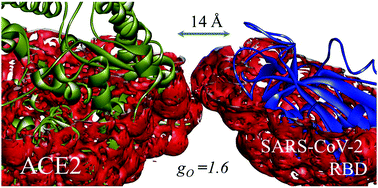 Graphical abstract: Modeling the interaction of SARS-CoV-2 binding to the ACE2 receptor via molecular theory of solvation
