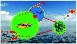 Graphical abstract: Bimetallic phosphide NixCo1−xP decorated flower-like ZnIn2S4 for enhanced photocatalytic hydrogen evolution