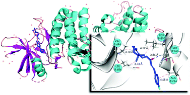 Graphical abstract: Alternative mechanisms of action for the apoptotic activity of terpenoid-like chalcone derivatives