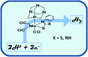 Graphical abstract: Mononuclear Mn complexes featuring N,S-/N,N-donor and 1,3,5-triaza-7-phosphaadamantane ligands: synthesis and electrocatalytic properties