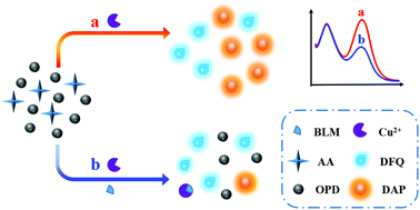 Graphical abstract: A ratiometric fluorescence assay for bleomycin based on Cu2+-triggered cascade reactions and nanoparticle-mediated autocatalytic reactions