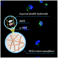 Graphical abstract: LDH-doped electrospun short fibers enable dual drug loading and multistage release for chemotherapy of drug-resistant cancer cells