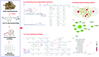 Graphical abstract: Revealing the potential pharmacological mechanism of traditional Chinese medicine by integrating metabolite profiling of a Q-marker and network pharmacology, prim-O-glucosylcimifugin as an example