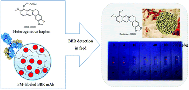 Graphical abstract: An ultrasensitive fluorescent paper sensor for fast screening of berberine