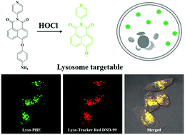 Graphical abstract: A simple pyridine-based highly specific fluorescent probe for tracing hypochlorous acid in lysosomes of living cells