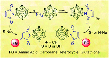 Graphical abstract: Synthesis of maleimide-functionalized carboranes and their utility in Michael addition reactions