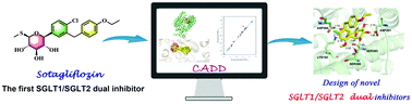 Graphical abstract: Comprehensive structure–activity relationship (SAR) investigation of C-aryl glycoside derivatives for the development of SGLT1/SGLT2 dual inhibitors