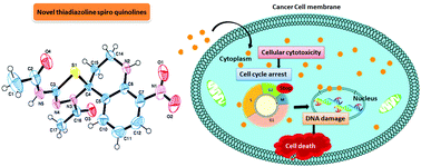 Graphical abstract: New N-(3′-acetyl-8-nitro-2,3-dihydro-1H,3′H-spiro[quinoline-4,2′-[1,3,4]thiadiazol]-5′-yl) acetamides induced cell death in MCF-7 cells via G2/M phase cell cycle arrest