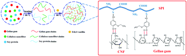 Graphical abstract: Development of a novel reinforced film based on gellan gum/cellulose nanofiber/soy protein for skin tissue engineering application