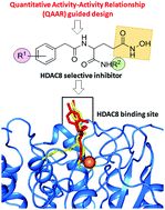Graphical abstract: Quantitative activity–activity relationship (QAAR) driven design to develop hydroxamate derivatives of pentanoic acids as selective HDAC8 inhibitors: synthesis, biological evaluation and binding mode of interaction studies