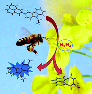 Graphical abstract: Introduction of a luminescent sensor for tracking trace levels of hydrazine in insect pollinated cropland flowers