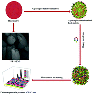 Graphical abstract: Asparagine modified downconversion NaGdF4:Dy3+/Tb3+ nanophosphor for selective and sensitive detection of Cu(ii) ion