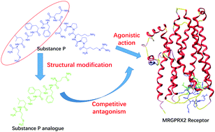 Graphical abstract: Design, synthesis, and evaluation of substance P analogue with potential anti-pseudoallergic activity