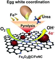 Graphical abstract: Construction of nitrogen-doped porous carbon nanosheets decorated with Fe–N4 and iron oxides by a biomass coordination strategy for efficient oxygen reduction reaction