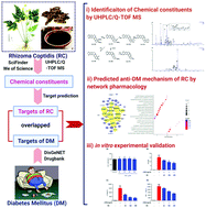 Graphical abstract: Dissection of the potential pharmacological mechanism of Rhizoma coptidis water extract against inflammation in diabetes mellitus via chemical profiling, network pharmacology and experimental validation