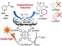 Graphical abstract: Visible light driven selective NADH regeneration using a system of water-soluble zinc porphyrin and homogeneous polymer-dispersed rhodium nanoparticles