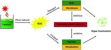 Graphical abstract: Anti-algal activity of a fluorine-doped titanium oxide photocatalyst against Microcystis aeruginosa and its photocatalytic degradation