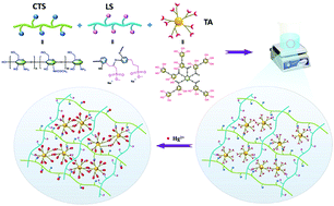 Graphical abstract: A biomass-assembled macro/meso-porous nano-scavenger for Hg ion trapping
