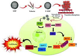 Graphical abstract: Fabatin-loaded silica nanoparticle-induced apoptosis via mitochondrial dysfunction: targeting the PI3K/AKT molecular pathway as a therapeutic implication against triple negative breast cancer