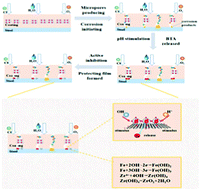 Graphical abstract: Preparation of a BTA–UIO–GO nanocomposite to endow coating systems with active inhibition and passive anticorrosion performances