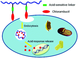 Graphical abstract: Poly(HPMA)–chlorambucil conjugate nanoparticles: facile fabrication and in vitro anti-cancer activity